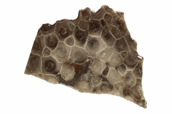 Polished Petoskey Stone (Fossil Coral) Slab - Michigan #204824